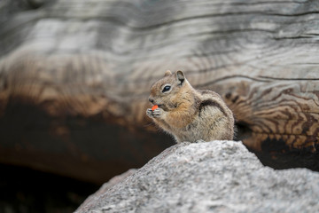 Chipmunk Eating