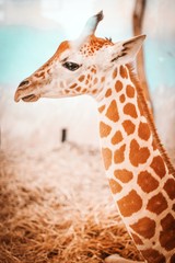 Baby Giraffe