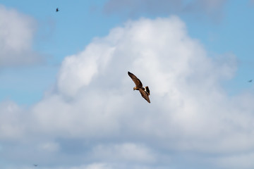 hawk soaring with clouds and blue sky