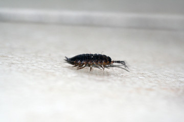 Common rough woodlouse - Porcellio scaber