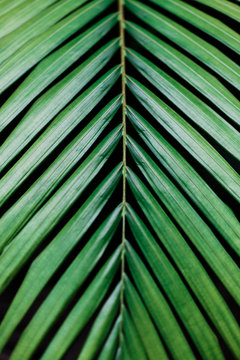 Palm Textures