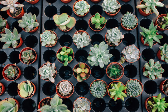 Tray of Succulent Plants at a Nursery