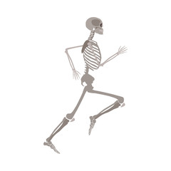 Anatomically correct skeleton running flat vector isolated on white background.