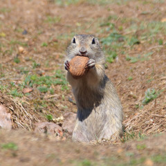 European ground squirrel