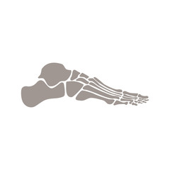Bones of human foot vector flat illustration isolated on white background.