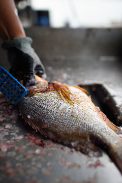 Fish farming in Singapore