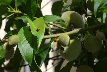 Natural pest control: ladybugs on peach tree