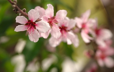 Spring bloom of pear tree