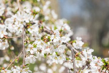 White cherry blossom flowers in the Spring