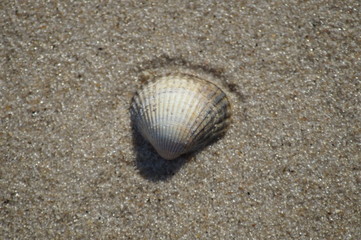 Muschel