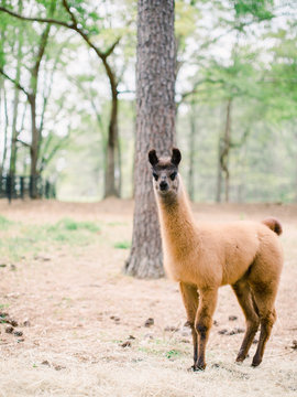 Brown baby llama looking at camera