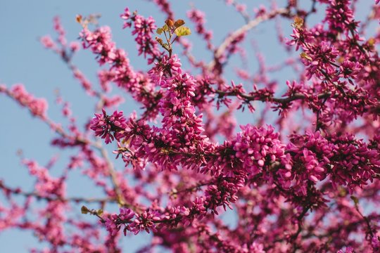 Closeup photos of bright pink blossoming branches by the blue sky