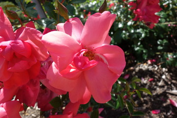 Pink Flower close up