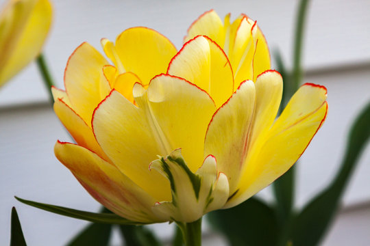 Akebono tulip