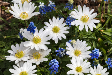 Obraz premium spring flowers