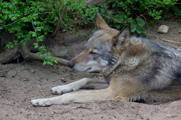 Wolf resting