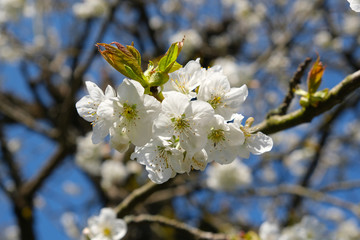 Pflaumenbaum in Blüte. Nahaufnahme