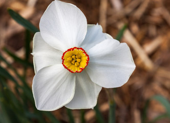 actaea daffodil