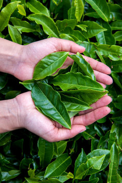 Handful of freshly tea leaves