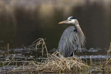 Large great blue heron.