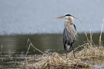 Heron stands in the grass.