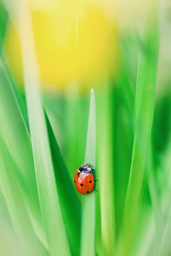 Red spotted ladybug scaling daffodil leaf