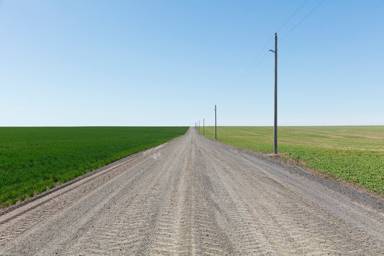 Spring crops of wheat grass and alfalfa bordering rural dirt road