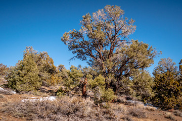 Beautiful Inyo National Forest in the Sierra Nevada - travel photography