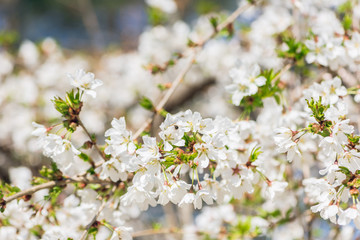 Fototapeta premium White cherry blossom flowers in the Spring