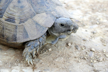 Tourtle in wild nature on sand at summer close up