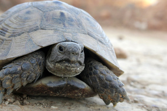 Tourtle in wild nature on sand at summer close up