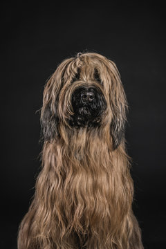 Briard dog portrait