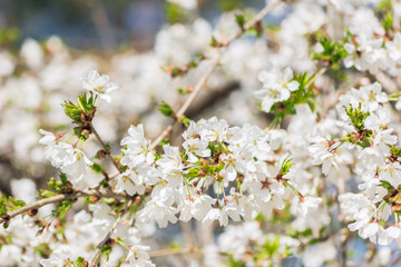 White cherry blossom flowers in the Spring