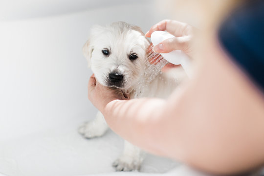puppy having bath