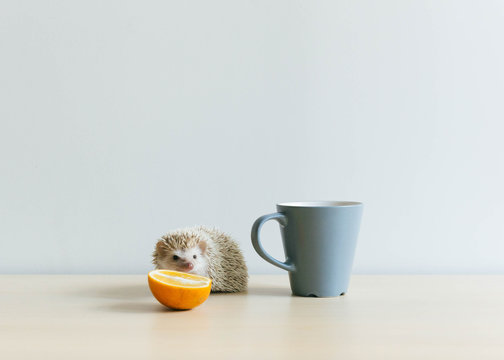 Good morning ? hedgehog with cup, orange and cuteness