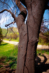 Fototapeta premium Burnt trees after the huge fire in Malibu - travel photography