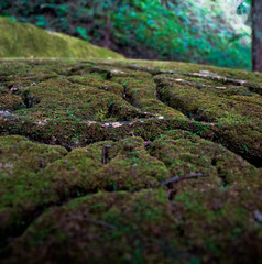 moss on a stone from ancient ruins