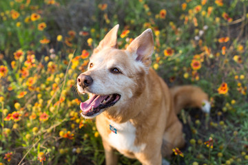 Portrait of mixed breed DIngo dog outside