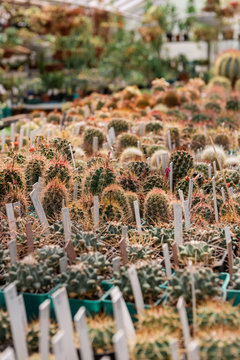 Rows of cactuses in hothouse