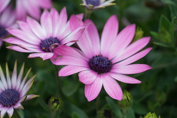 Obraz premium pink flower
