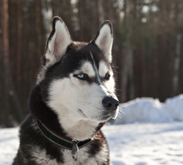 Dog breed Siberian Husky portrait in nature on winter