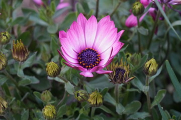 pink flower