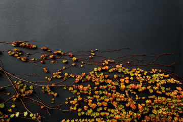 Black wall half covered by a deciduous vine in autumn