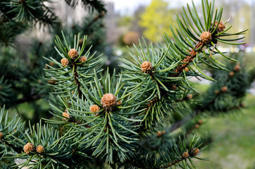 pine tree branch with cones