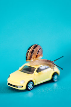 Snail on a car on blue background