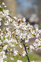 White cherry blossom flowers in the Spring