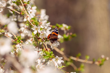 White cherry blossom flowers and Admiral butterfly pollinator in the Spring