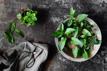 Freshly picked mint