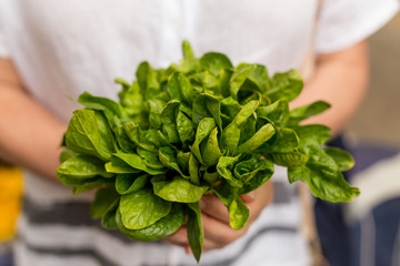 Female hands holding a bunch of baby spinach