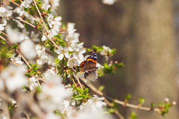 White cherry blossom flowers and Admiral butterfly pollinator in the Spring